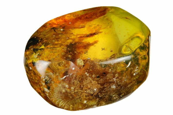 Polished Chiapas Amber ( g) - Mexico #180414